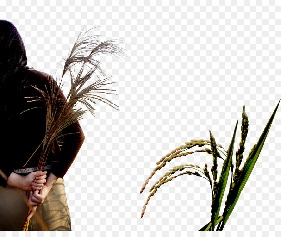 Persona Con Planta De Arroz，Cosecha PNG