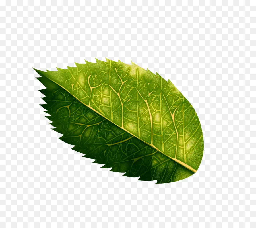 Verde，Hoja PNG