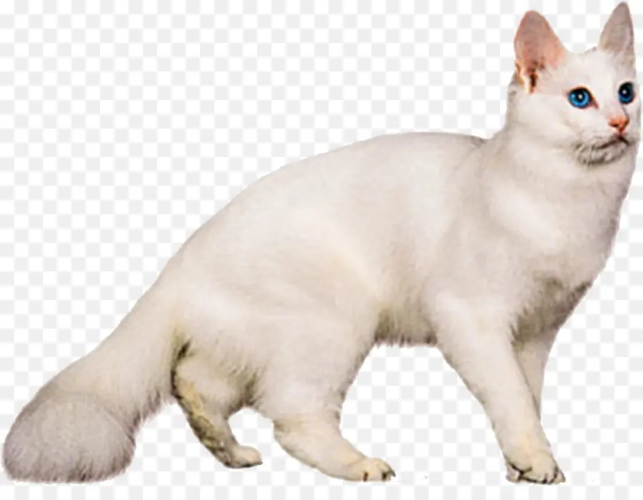 Angora Turco，Van Turco PNG