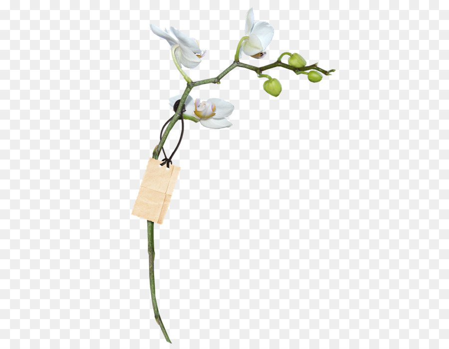 Las Orquídeas，Flor PNG