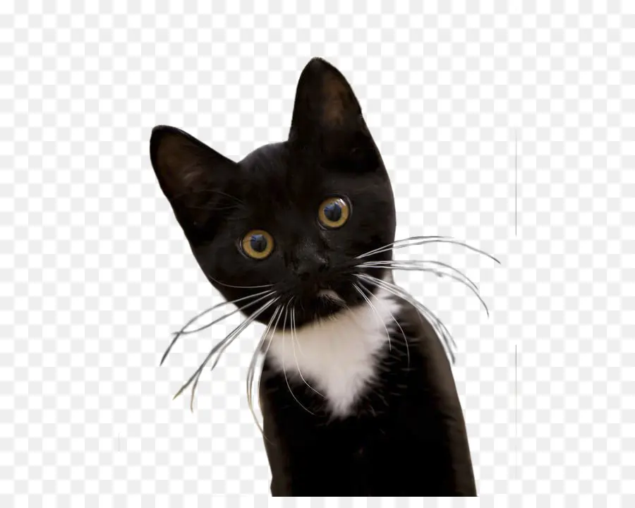 Gato，El Ratón De La Computadora PNG