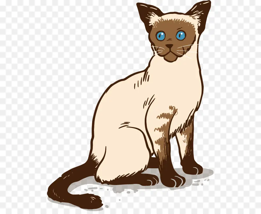 Gato Siamés，Ragdoll PNG