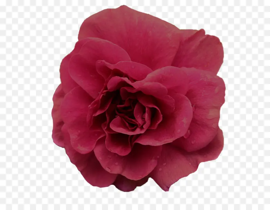 Flor，Rosa PNG