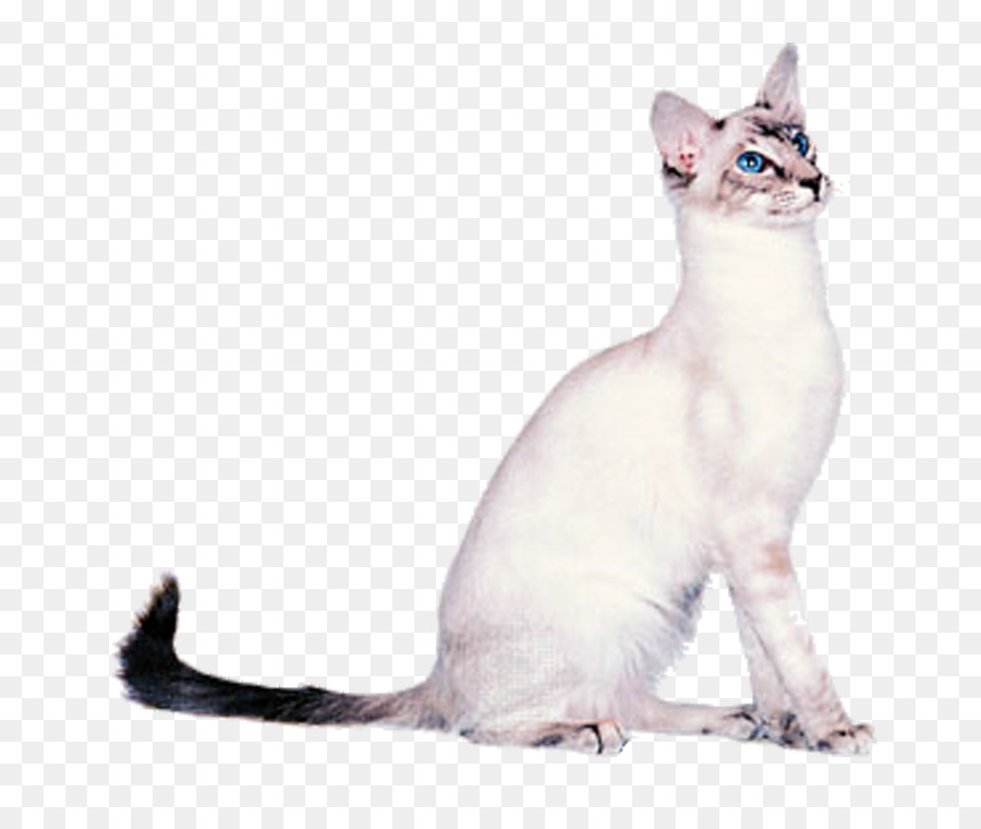 El Gato Balinés，Oriental Shorthair PNG