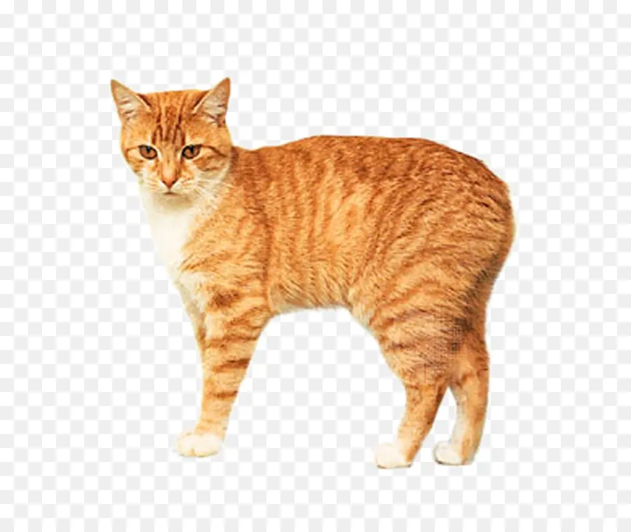 Manx Cat，Gato Siamés PNG