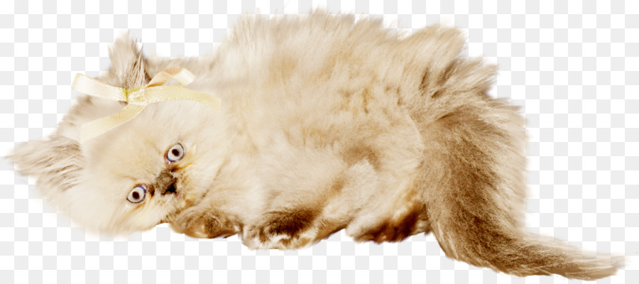 Bigotes，Gatito PNG