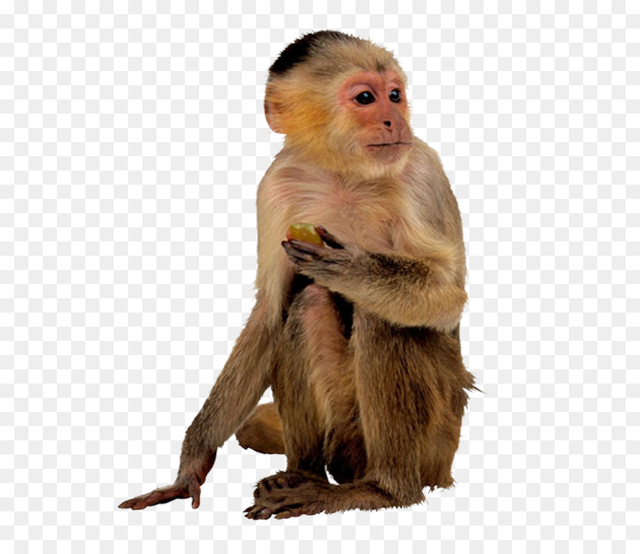 Los Simios Y Los Monos，Ape PNG