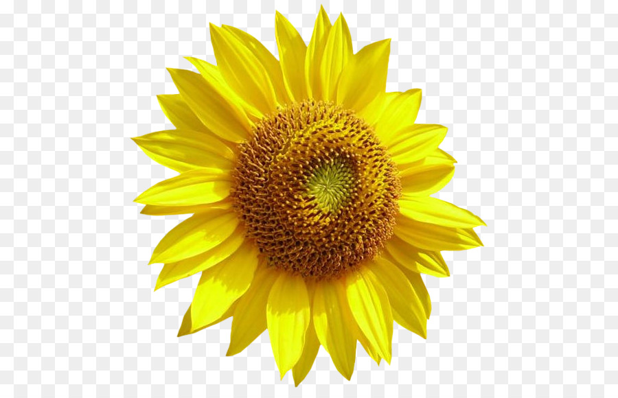 Girasol Amarillo，Planta PNG