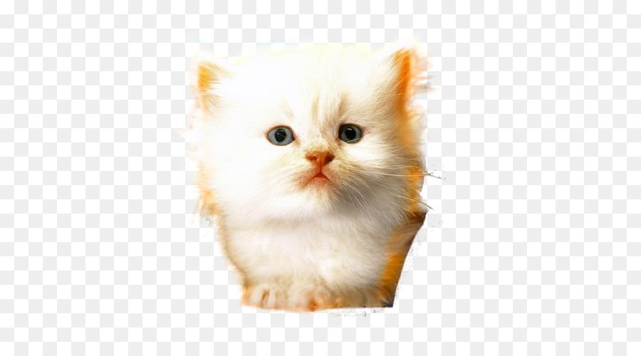 The Ragamuffin Gato，Minuet Gato PNG