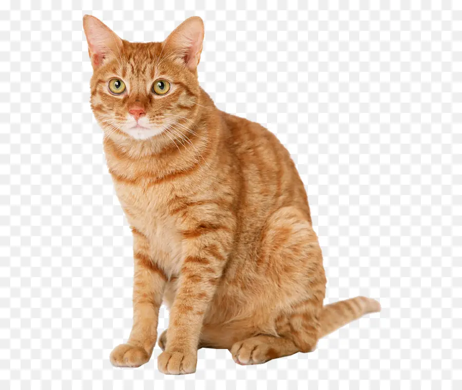 Gato Naranja，Mascota PNG