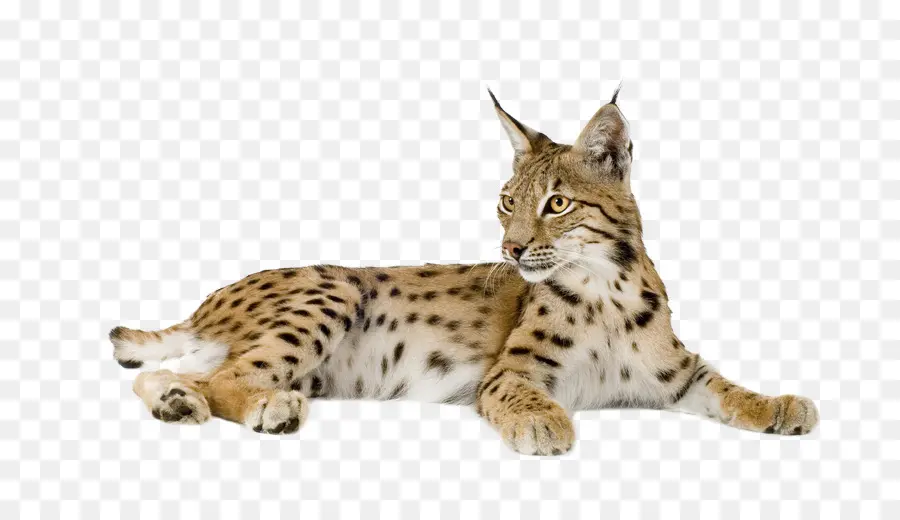 Lince，Manchas PNG