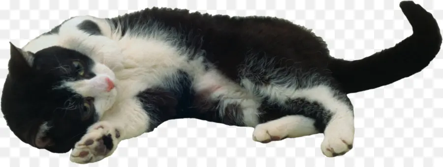 Gato Blanco Y Negro，Mintiendo PNG