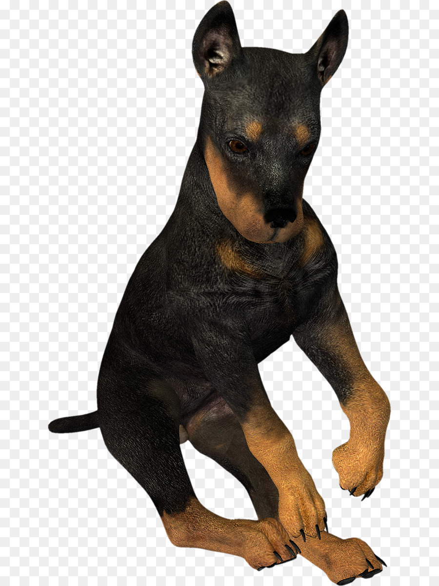 Dobermann，Manchester Terrier PNG