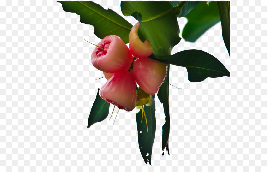 Fruta Rosa，Hojas Verdes PNG