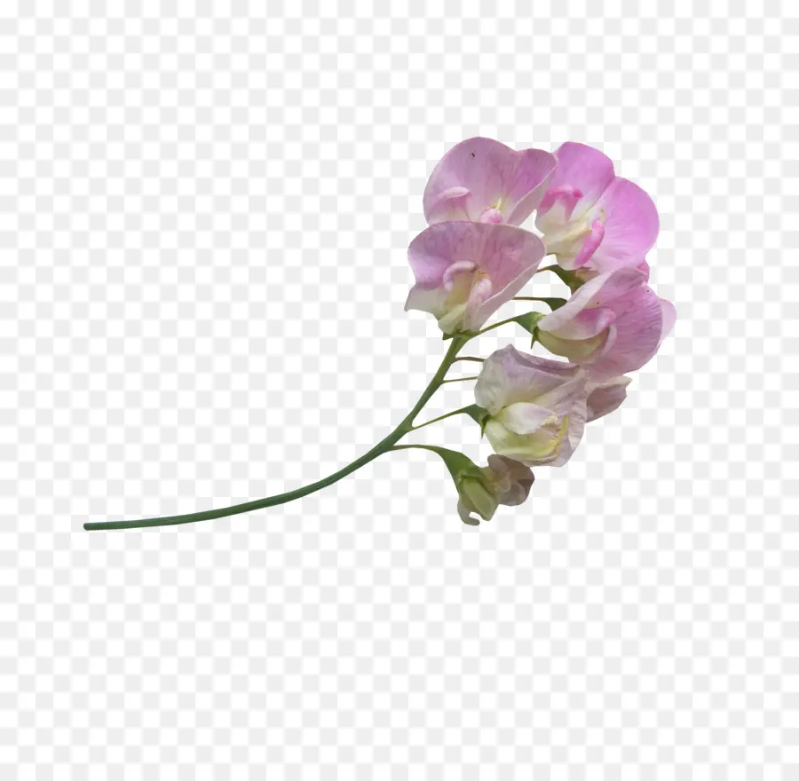 Flor Rosa，Florecer PNG