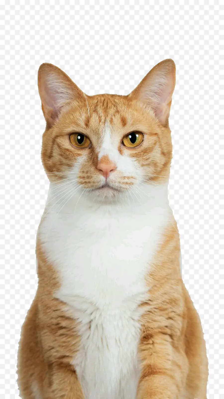 Mascota，Meow PNG