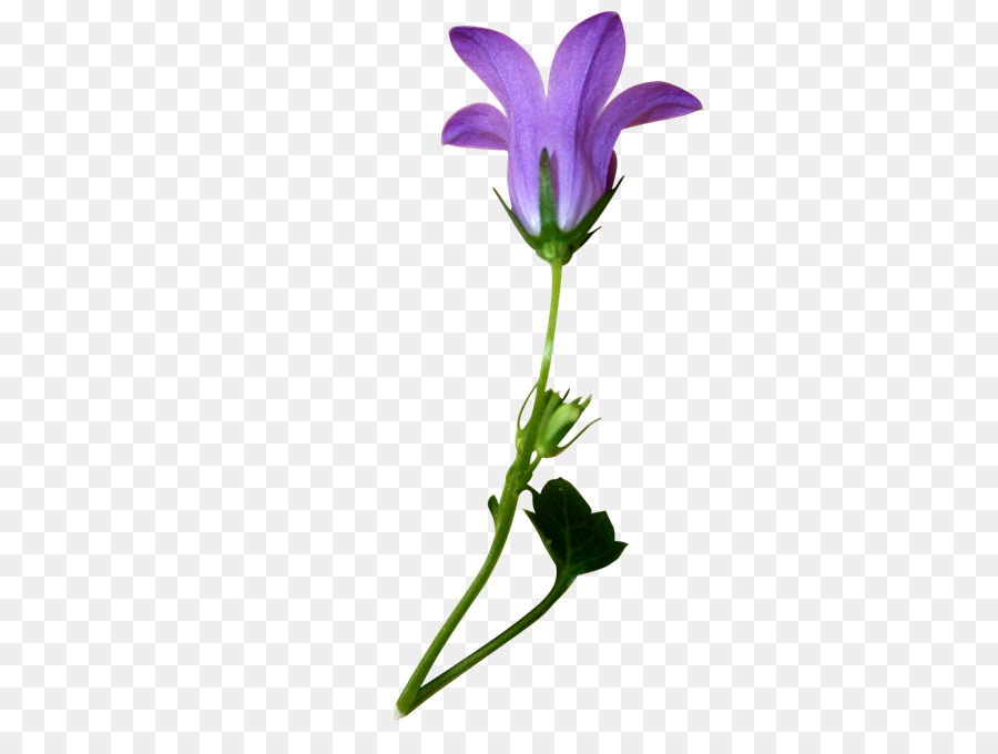 Púrpura，Flor PNG