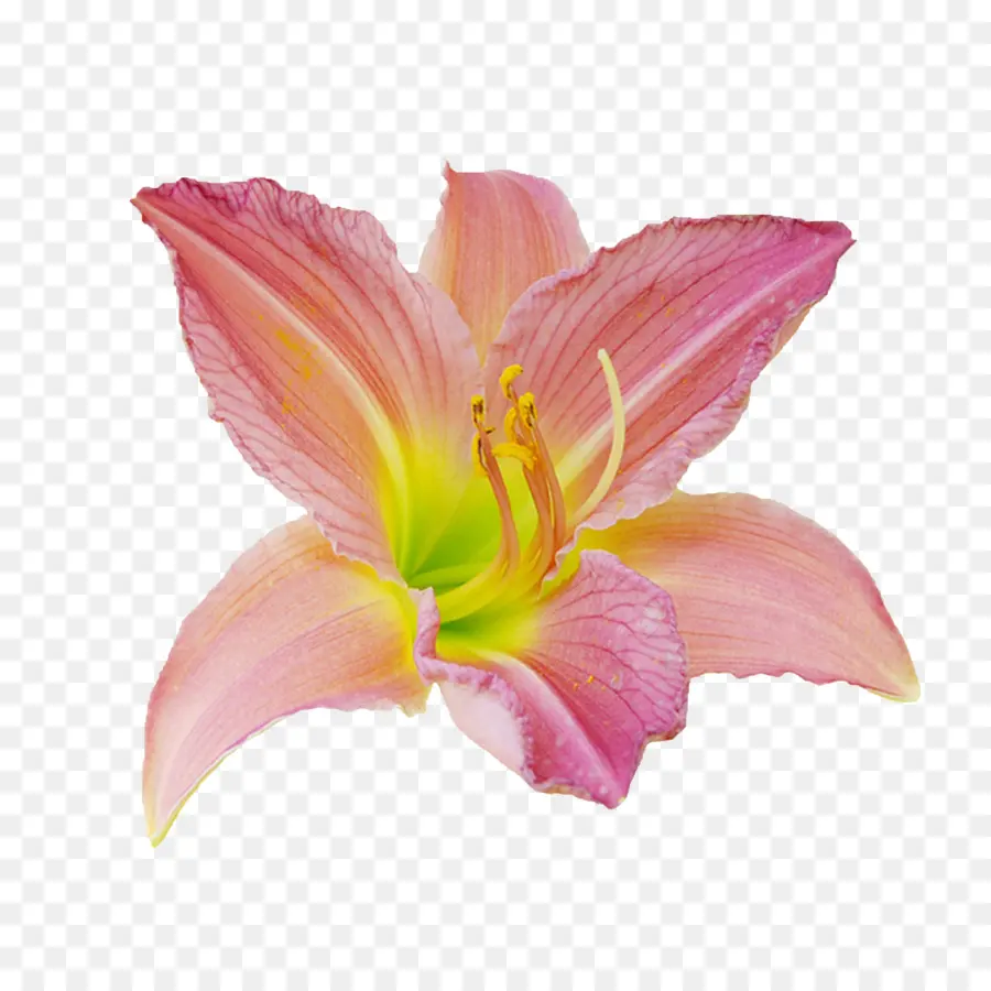 Flor Rosa，Pétalo PNG