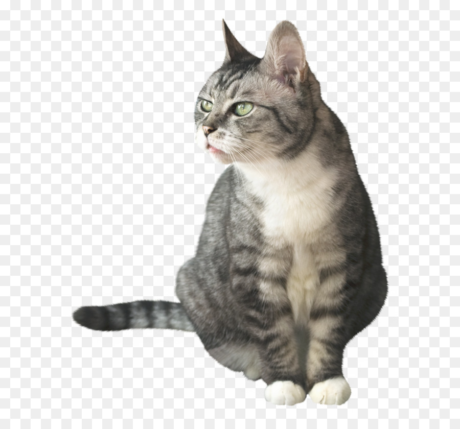 Gato，Mascota PNG