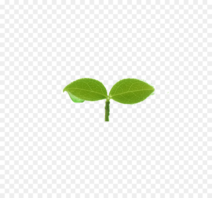 Hojas Verdes，Planta PNG