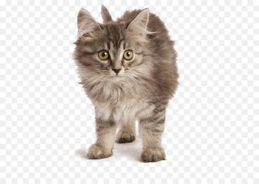 The Ragamuffin Gato，Kurilian Bobtail PNG