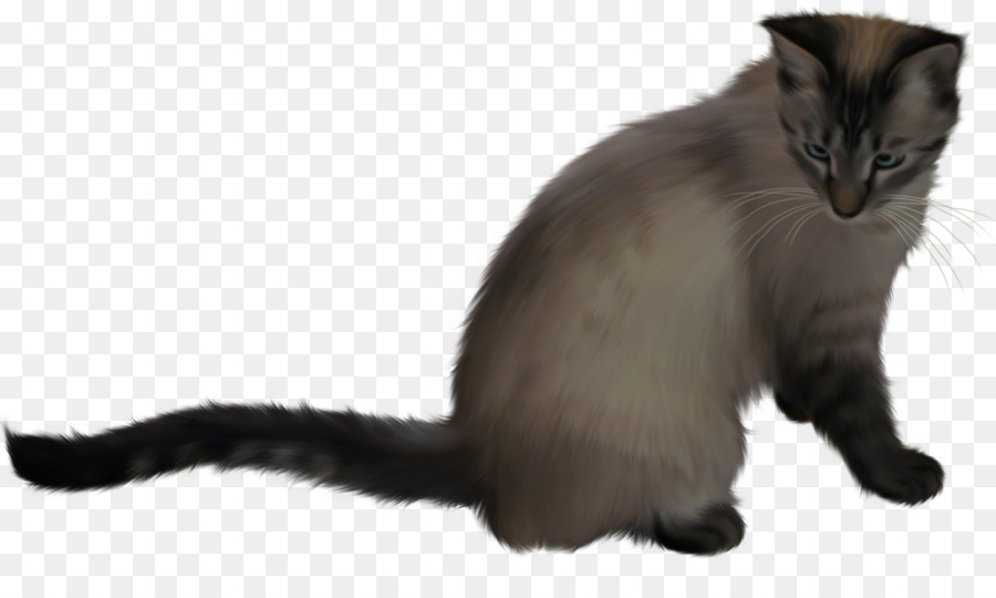 Gato，Mascota PNG