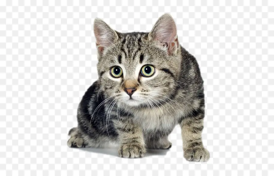 Gato，Gatito PNG