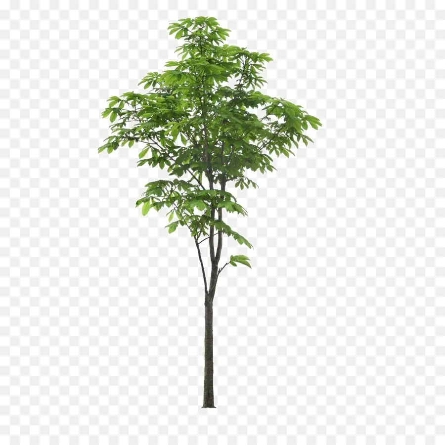 Paisaje，árbol PNG