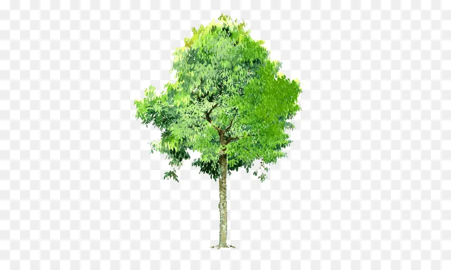 árbol，Paisaje PNG