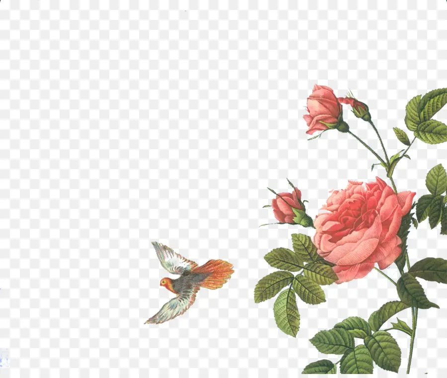 Rosa，Ilustración Botánica PNG