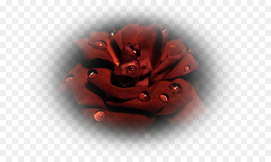 Rosa，Rojo PNG