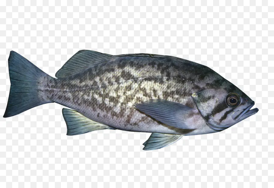 La Tilapia，Los Peces PNG