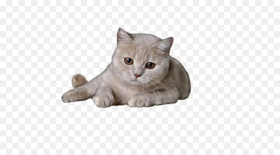 British Shorthair，Gatito PNG