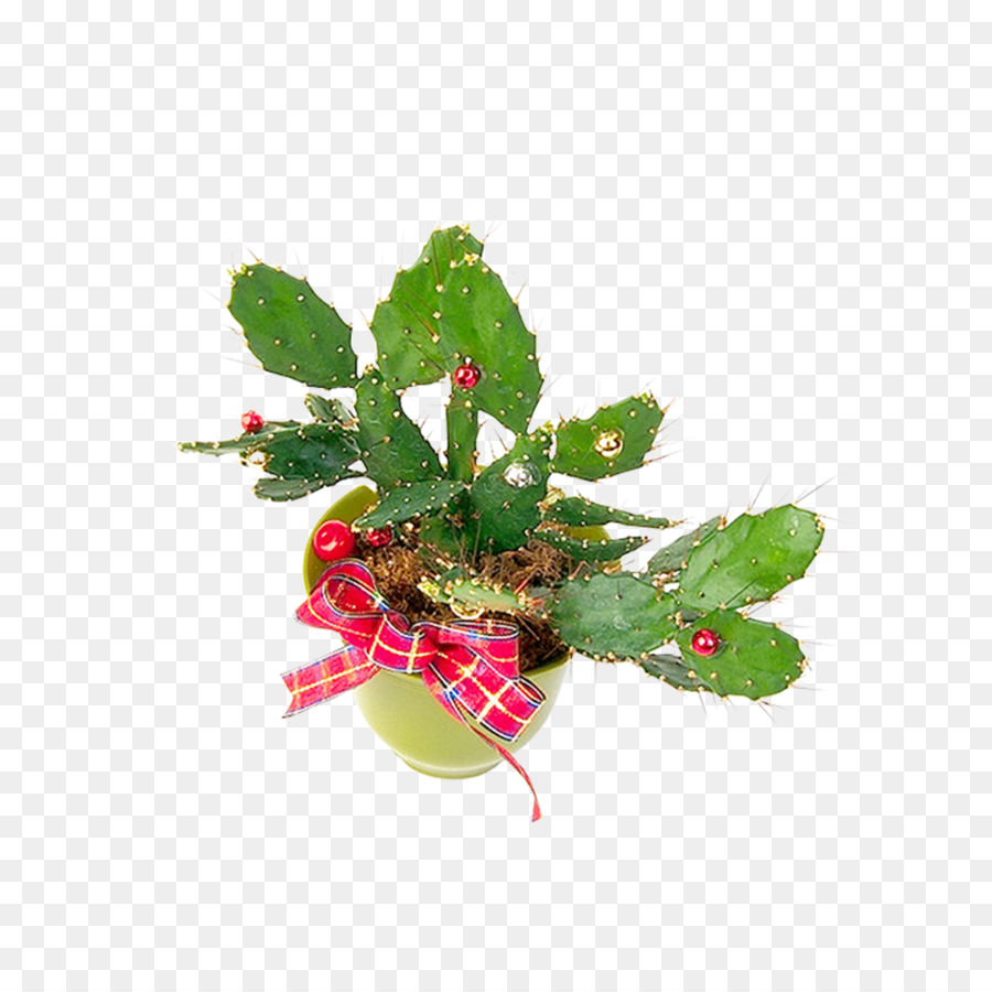 Cactaceae，Planta PNG