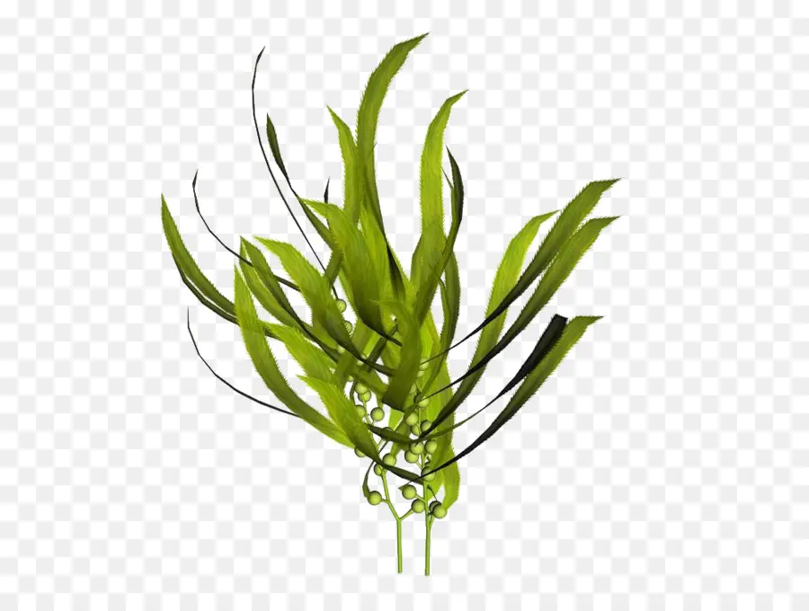 Macrocystis Pyrifera，Kelp PNG