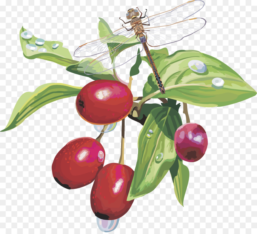 Berry，Aedmaasikas PNG