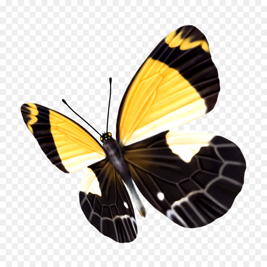 Mariposa，Amarillo PNG