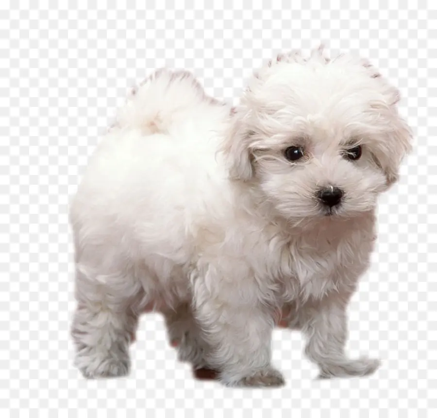 Cachorro，Animal PNG