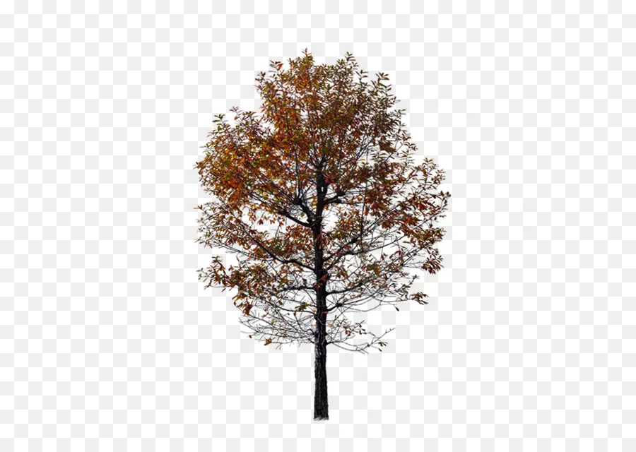 árbol De Otoño，Hojas PNG