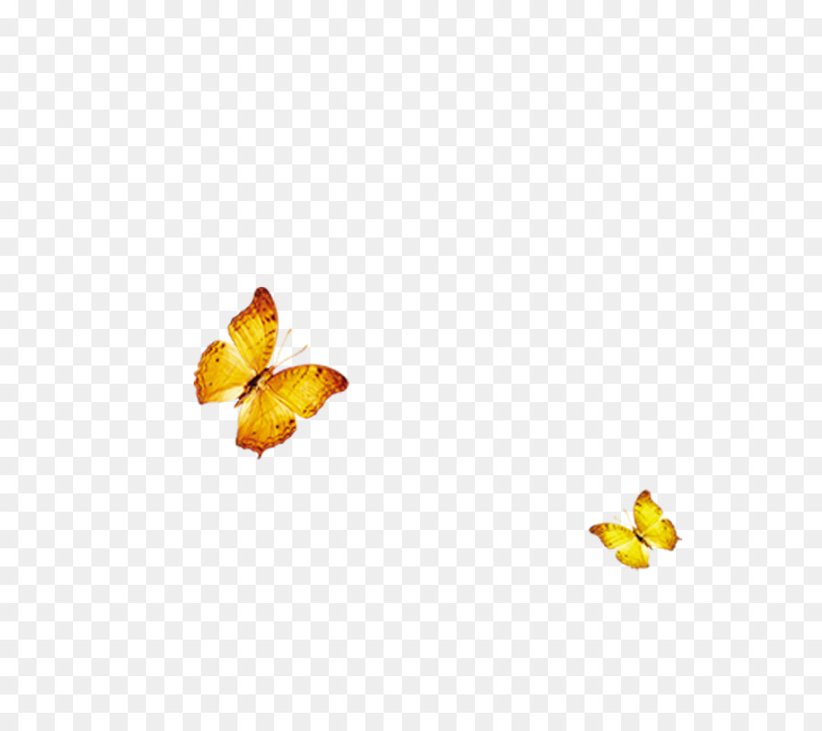 Mariposas Voladoras，Grupo PNG