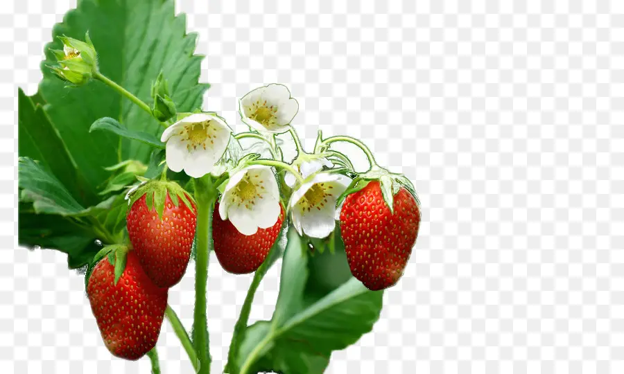 Fresas，Planta PNG