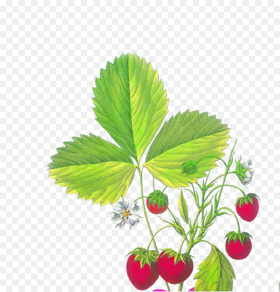 Fresa，Fragaria Viridis PNG