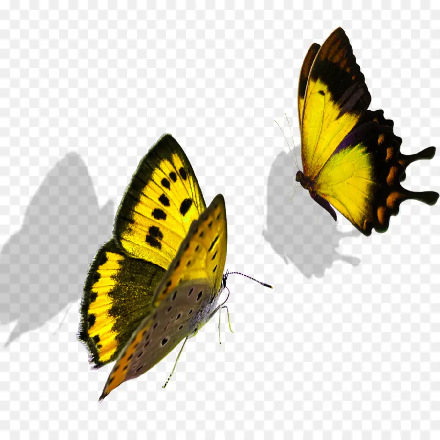 Mariposas，Vistoso PNG