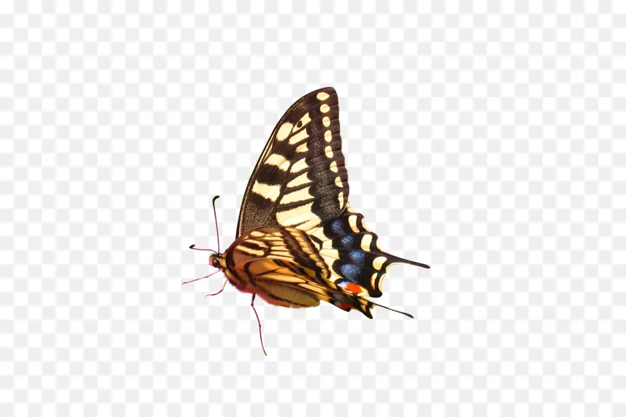 Mariposa，Color PNG