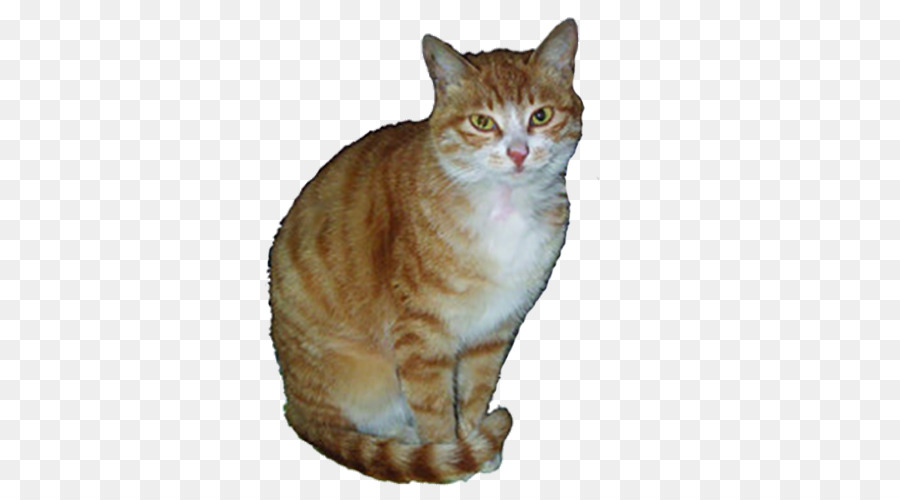 Gato，Atigrado PNG