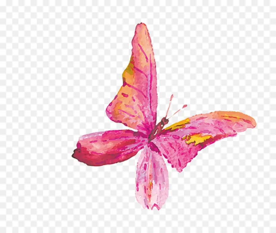 Mariposa，Pintura De Acuarela PNG