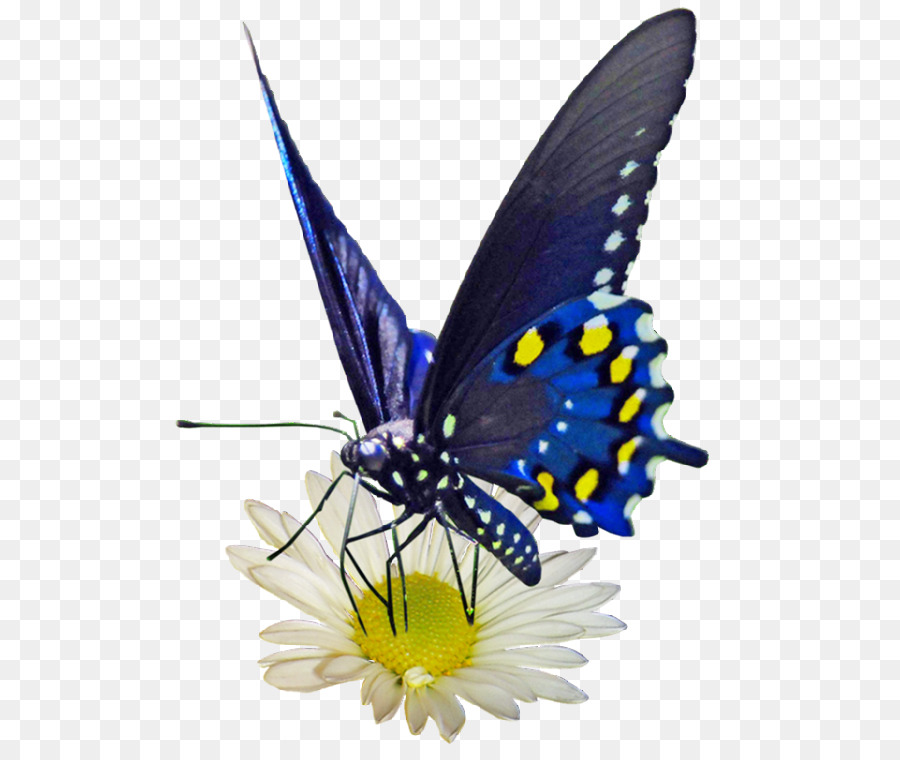 Mariposa Azul，Naturaleza PNG