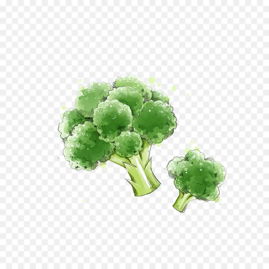 Brócoli，Vegetal PNG