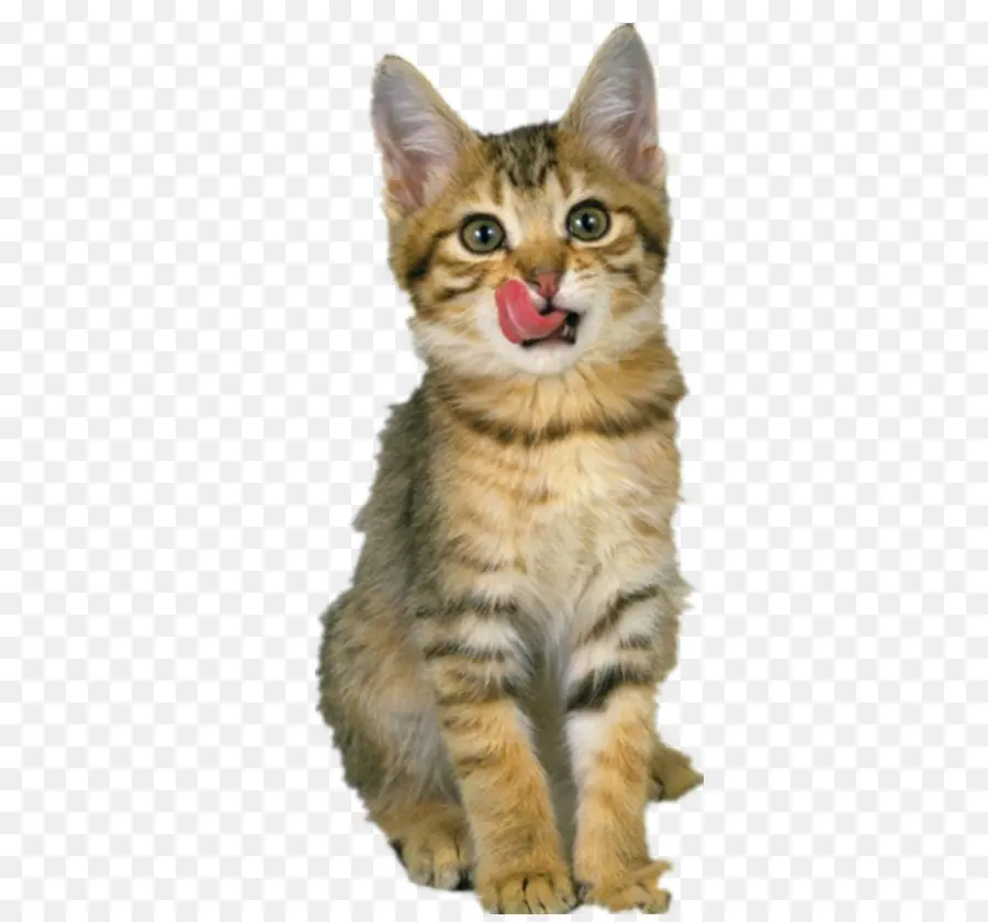 Gatito Atigrado，Paliza PNG