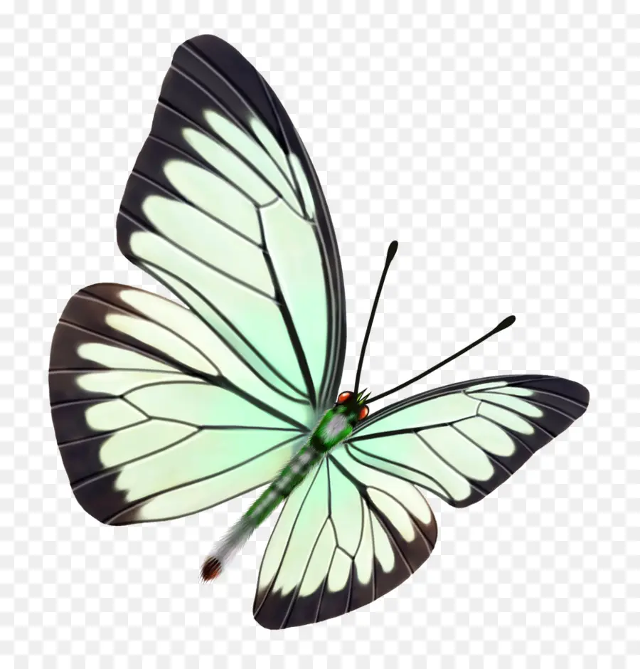 Mariposa，Alas PNG